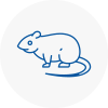 Rat Control Lower Edmonton
